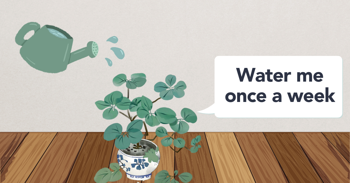 watering chinese money plant.png