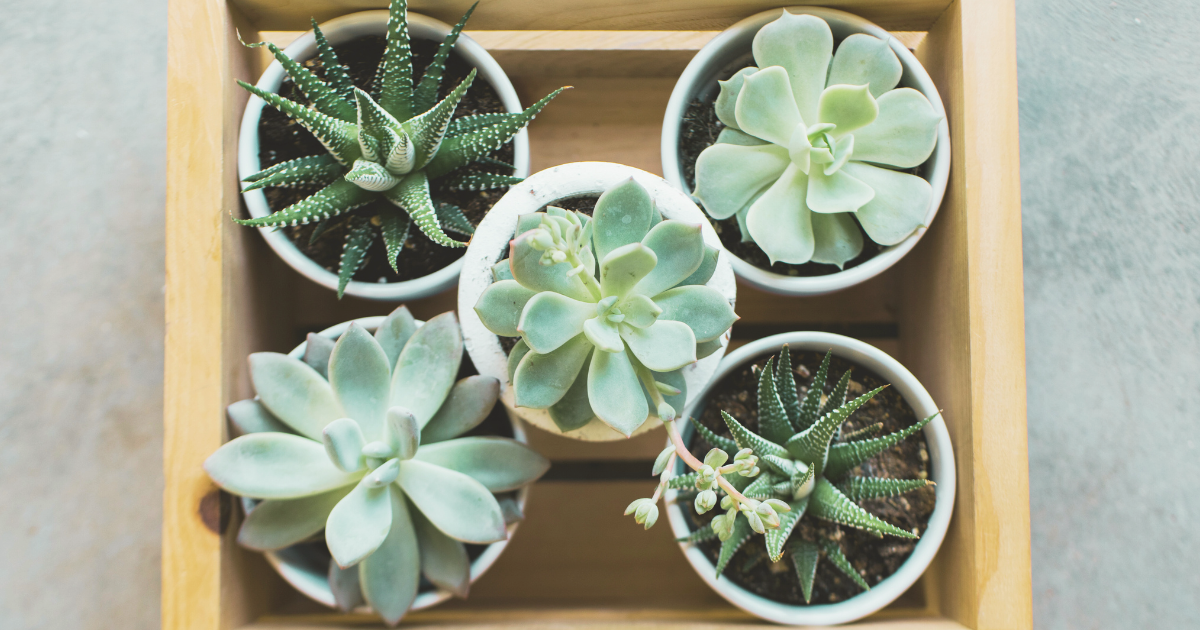 Shield Succulents from Sudden Storms.png