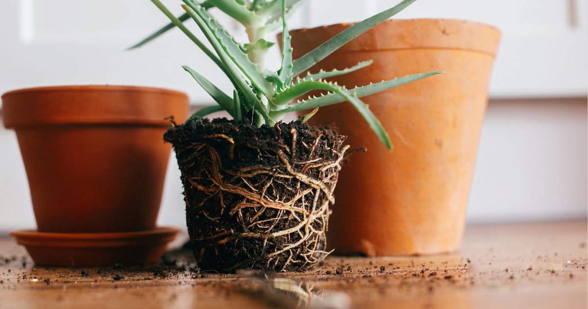 houseplant repotting.png