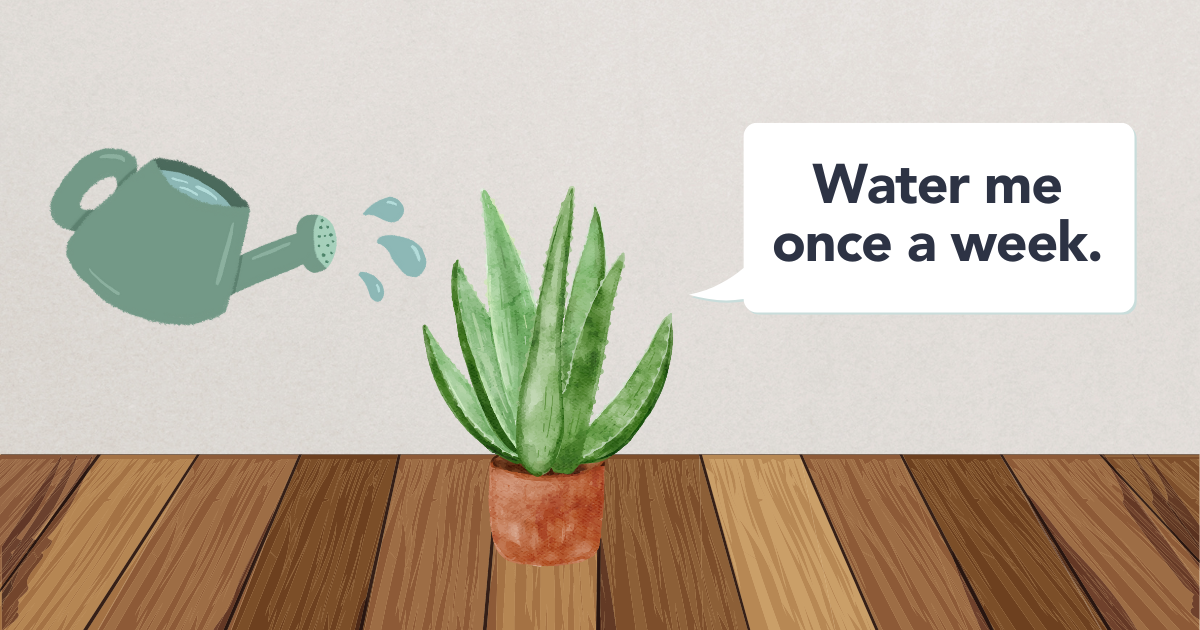 Aloe Vera Watering.png