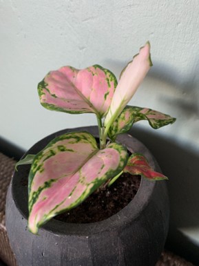 een volwassen Aglaonema 'Pink Princess' stekje 