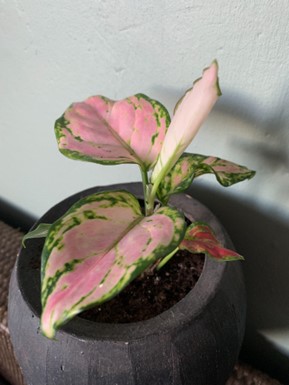 een volwassen Aglaonema 'Pink Princess' stekje 