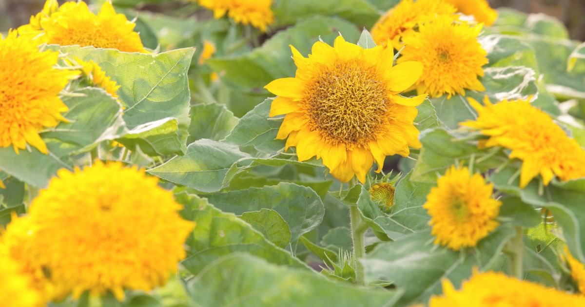 dwarf-sunflowers.jpg