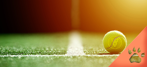 Wimbledon 2022 -  Calendario, Guida Scommesse, Albo D'oro - News & Blog LeoVegas Sport