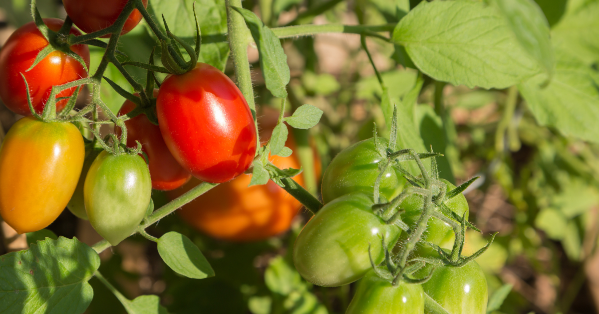 Roma Tomato Plants.png