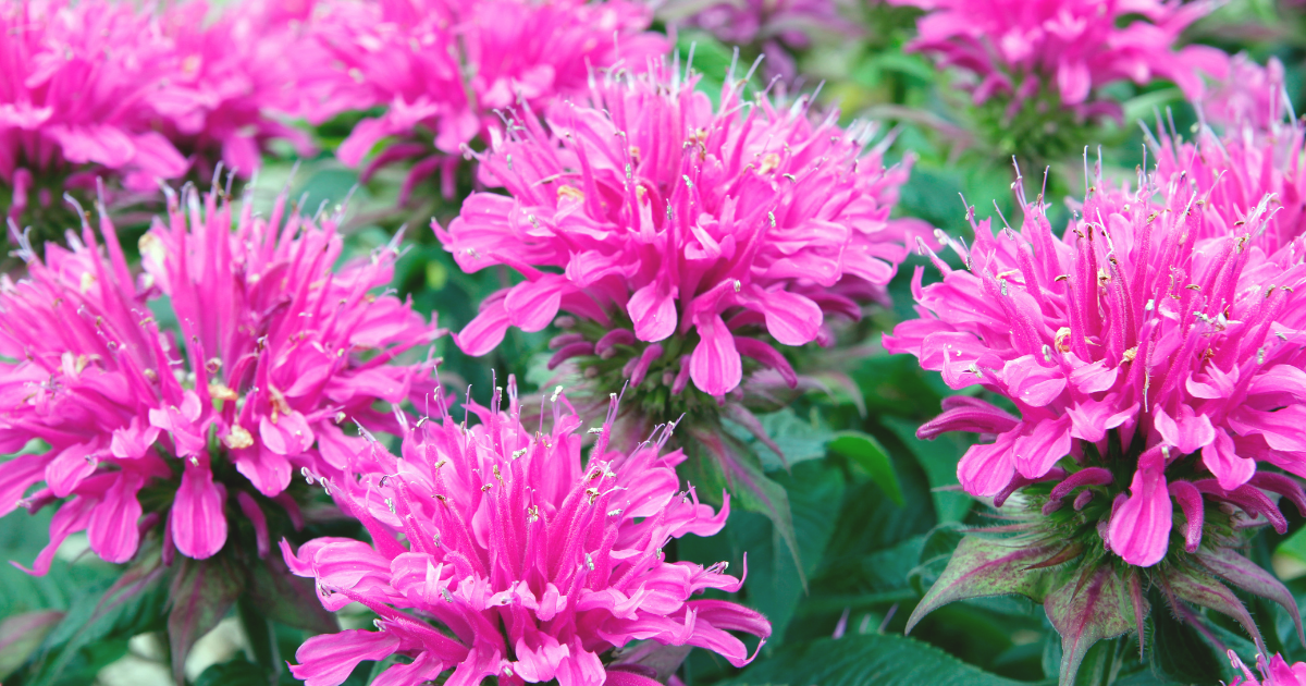 bee-balm.png