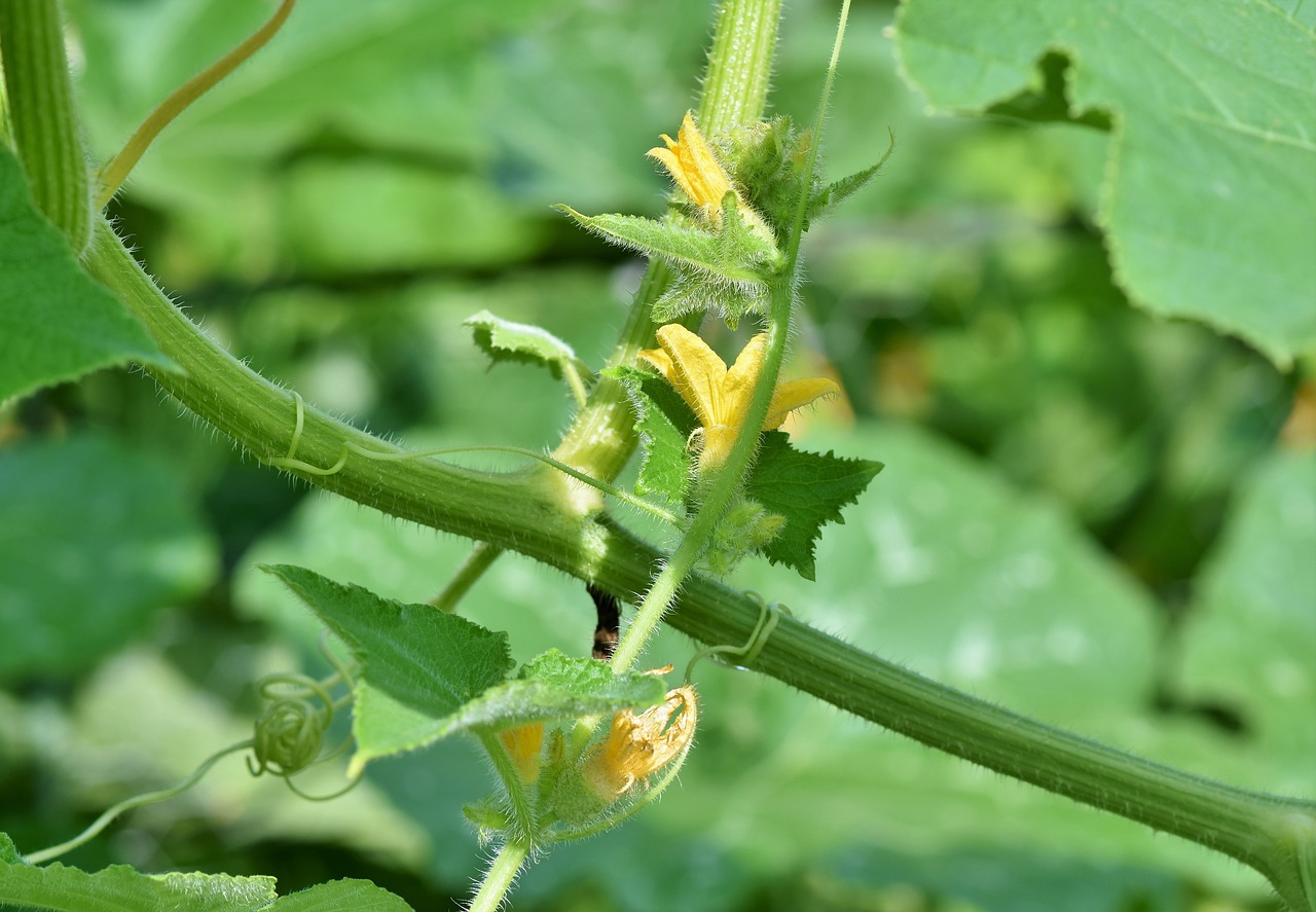 tomato-plant-3821282_1280.jpg