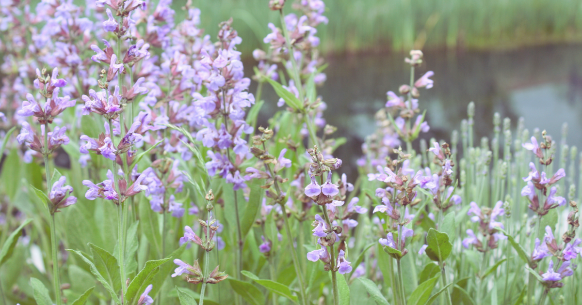 Russian Sage.png