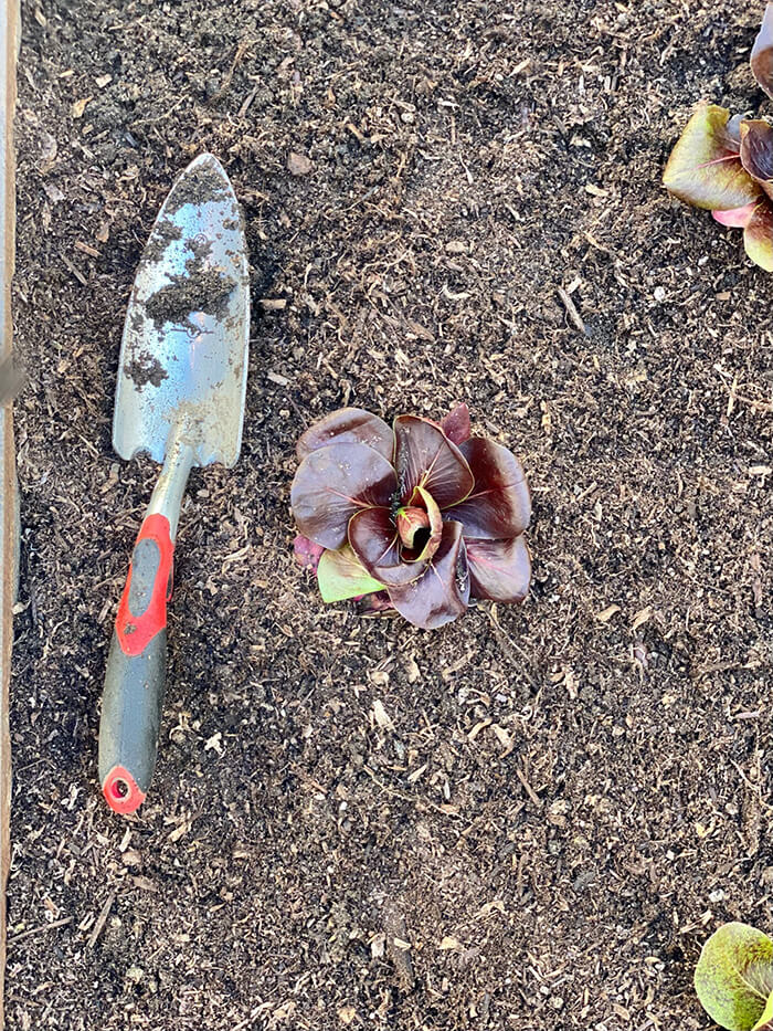 Garden Replanting in DTLA