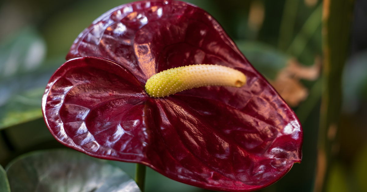 Anthurium lifespan.png