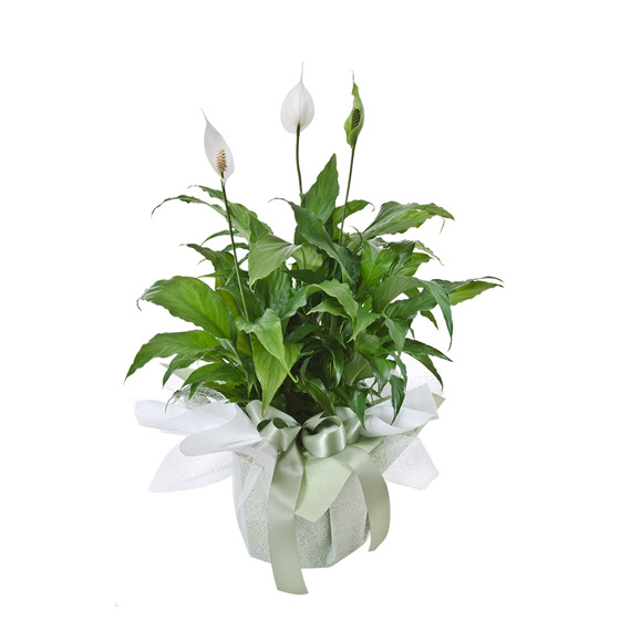 Why Do We Have Flowers at Funerals?