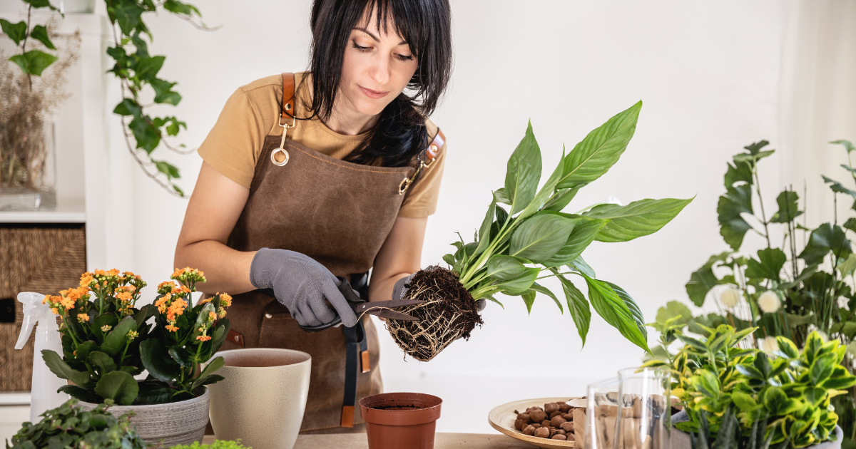 cleaning peace lily roots.png