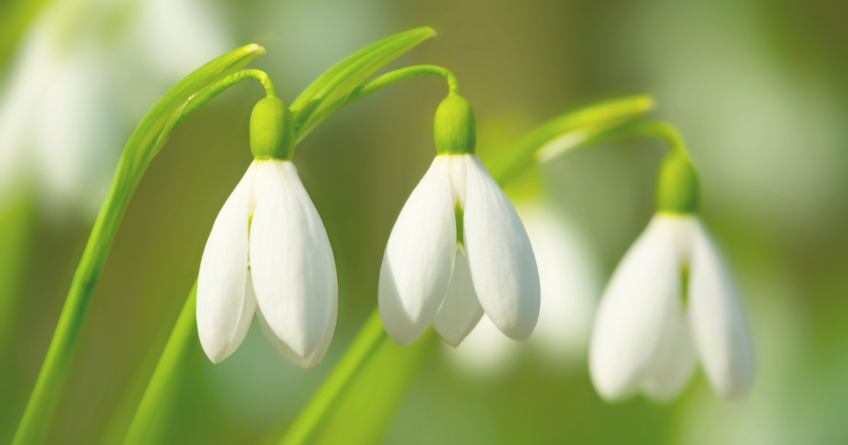 Snowdrops.png