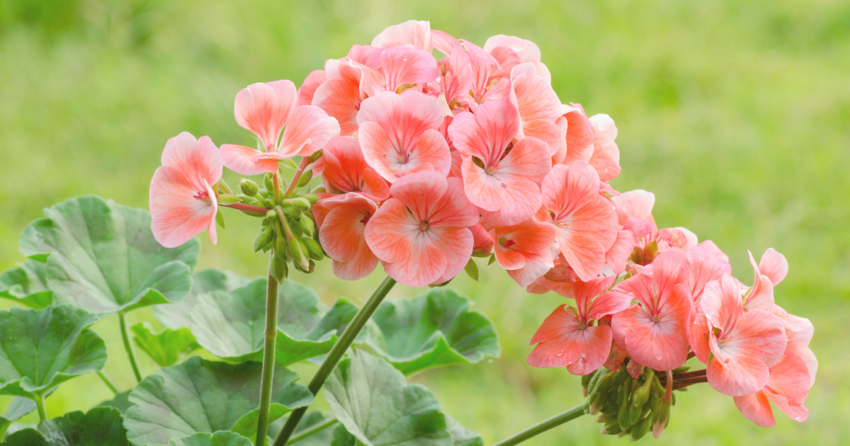 Geraniums.png