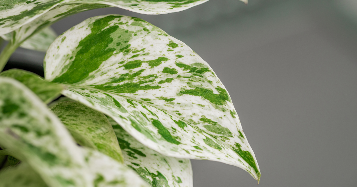 Marble Queen Pothos.png