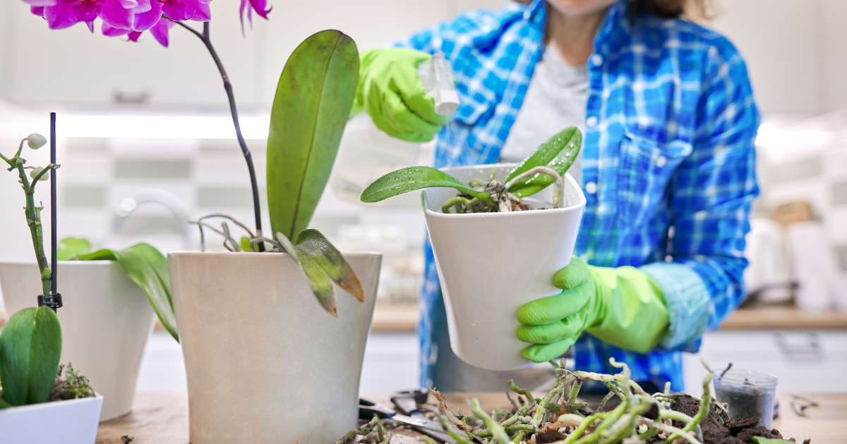 orchid repotting.png