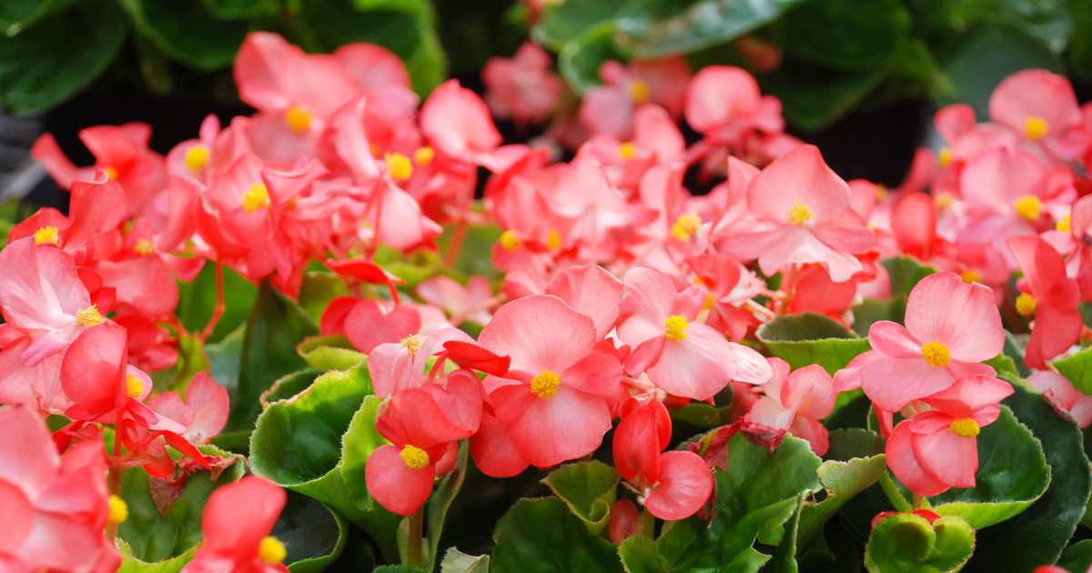 Beguiling Begonias.png