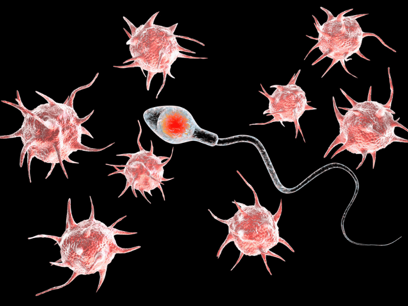 chlamydia-cells