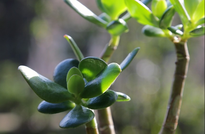 jade-plant-6569195_1280.jpg