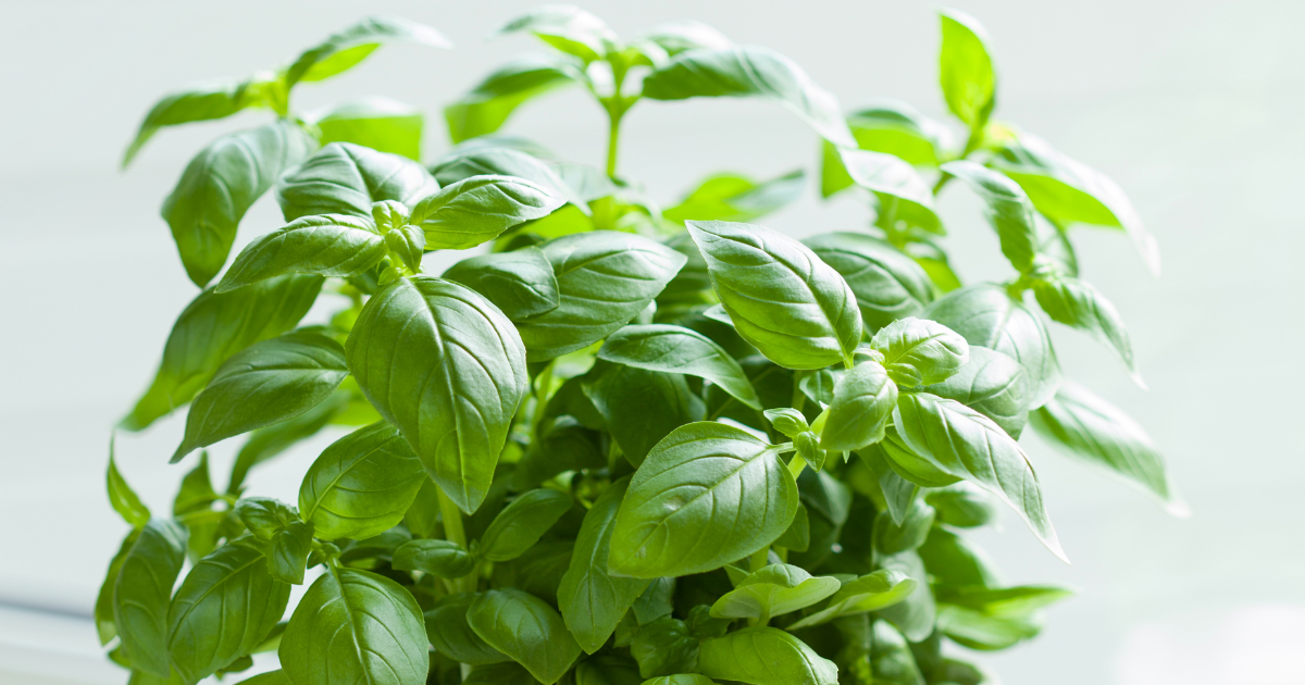 lighting for basil plant.png