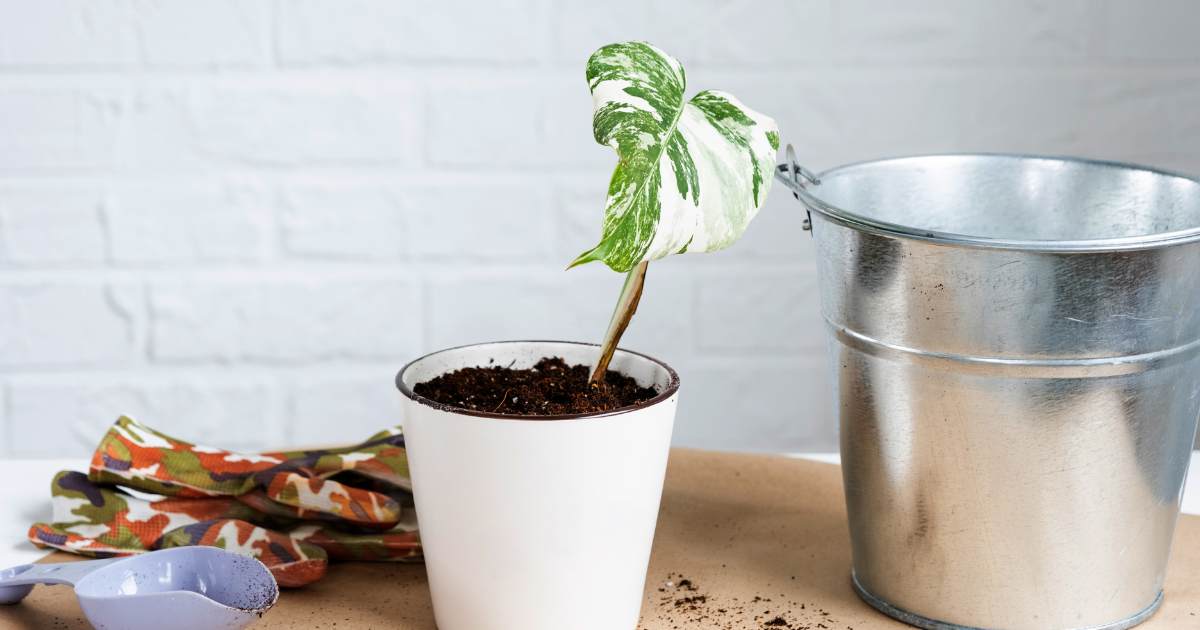 Rooting Philodendrons in Soil.png