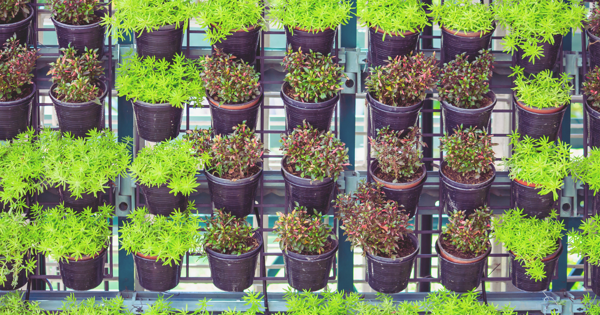 Vertical Gardening Techniques and Tips.png