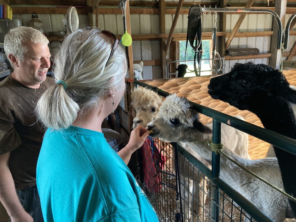 The Double S Alpaca Farm owners pet a few of their alpacas.