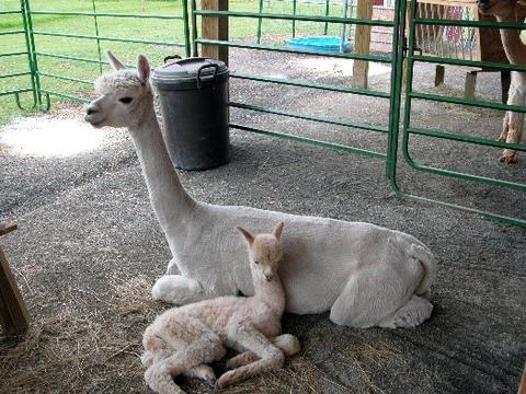 At this farm, the alpacas are treated with love, care and respect.