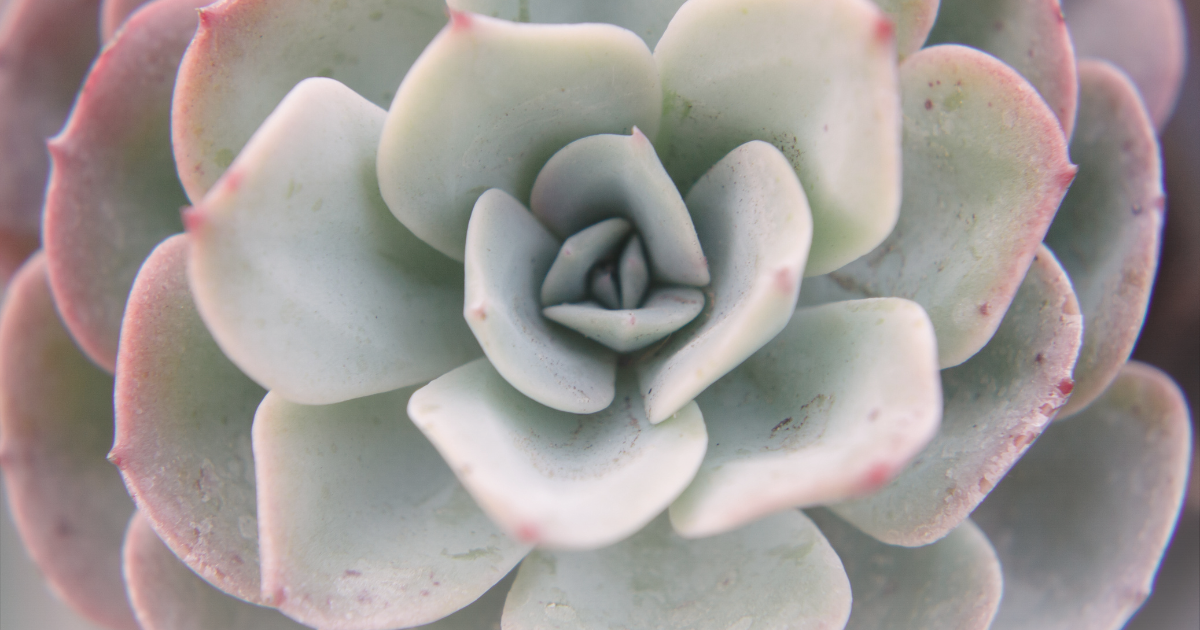 Echeveria -Lindsyana-.png