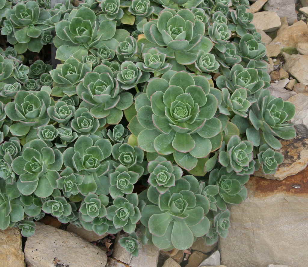 aeonium_haworthii_03_easyresizecom-1-1654835547812.jpg