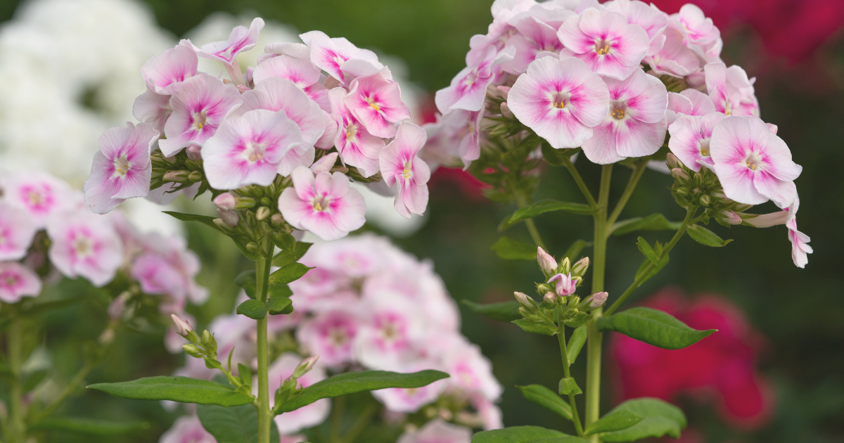 garden-phlox.png