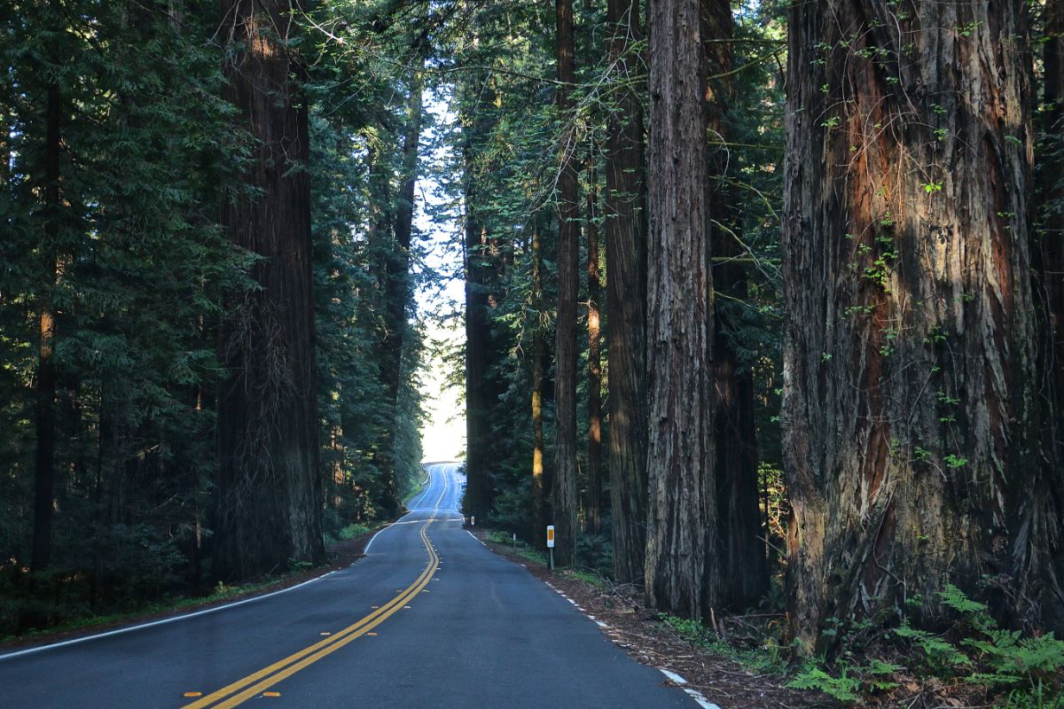 wp-content-uploads-2022-10-rv-road-trips-redwoods.jpg