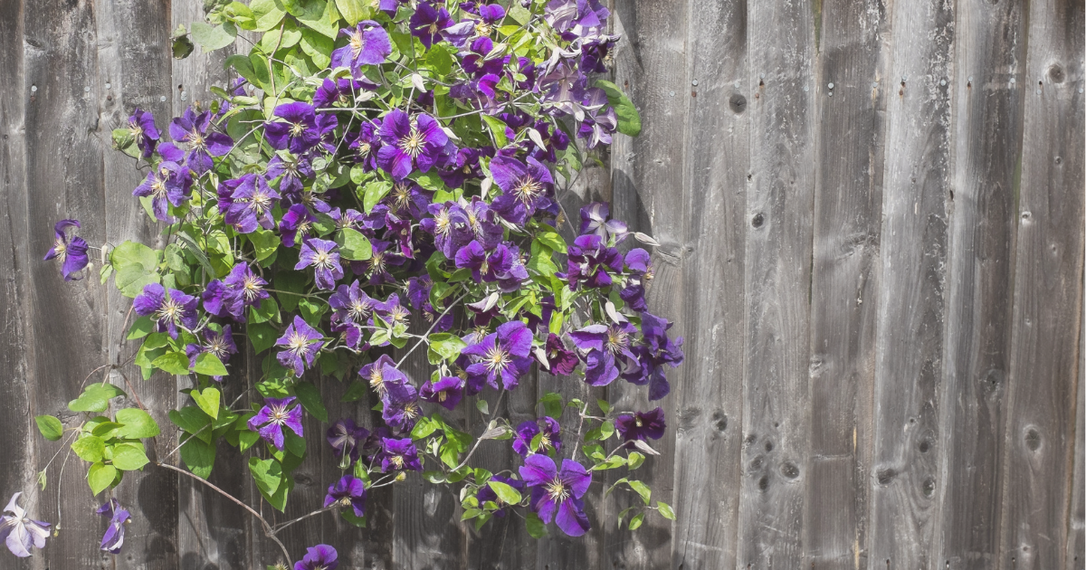 Clematis.png