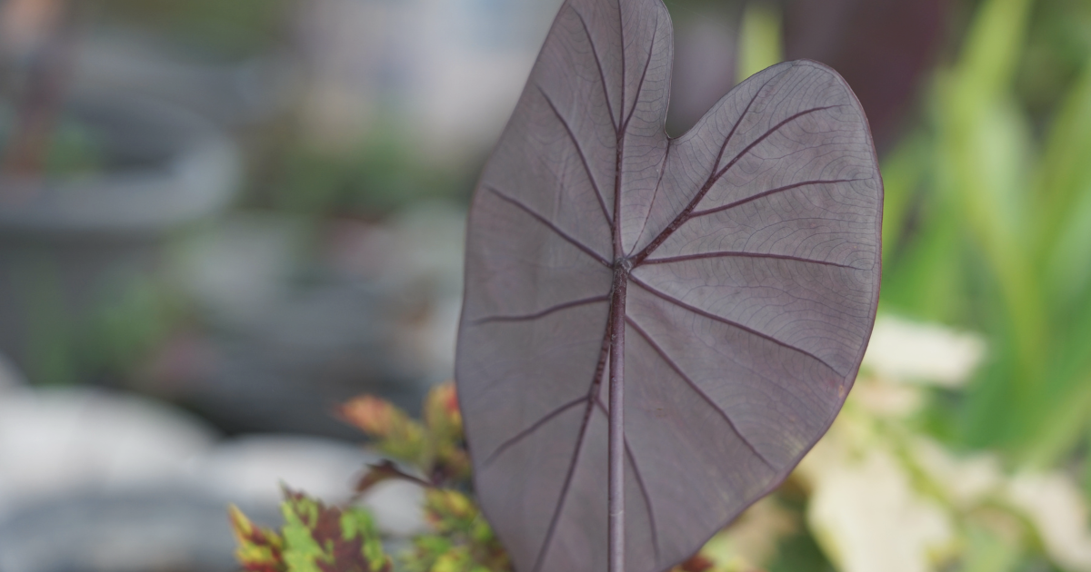 Colocasia ‘Black Magic’ .png