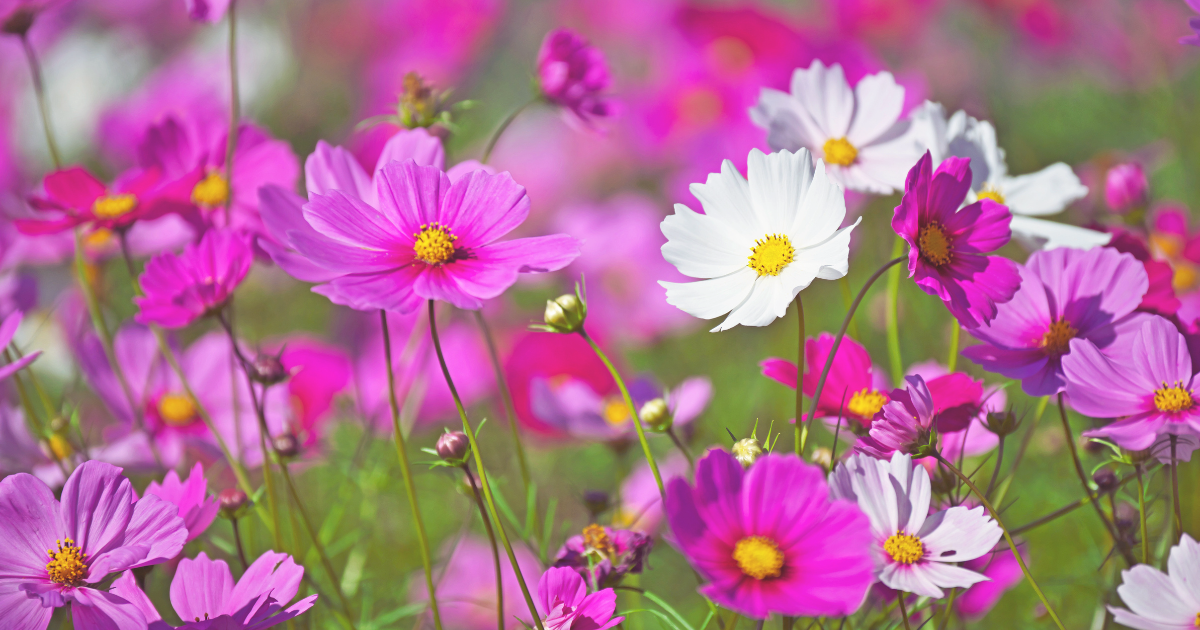 Flowers to Plant in June.png