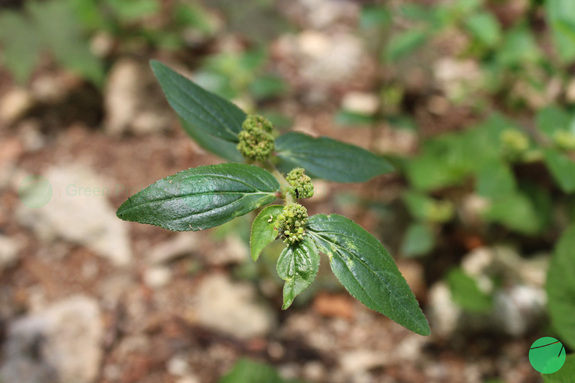 patikan kebo - Euphorbia hirta - 3.jpg