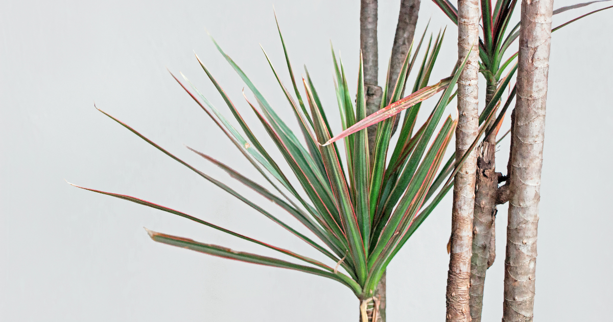 Dracaena Marginata.png