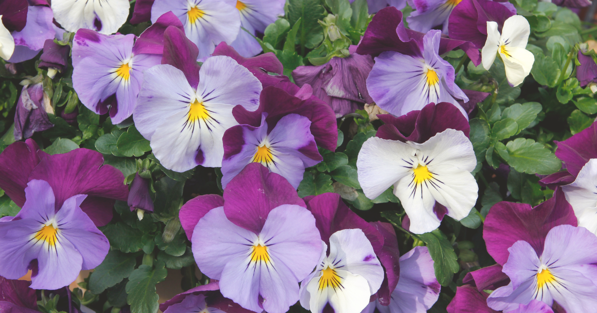 Pansies.png