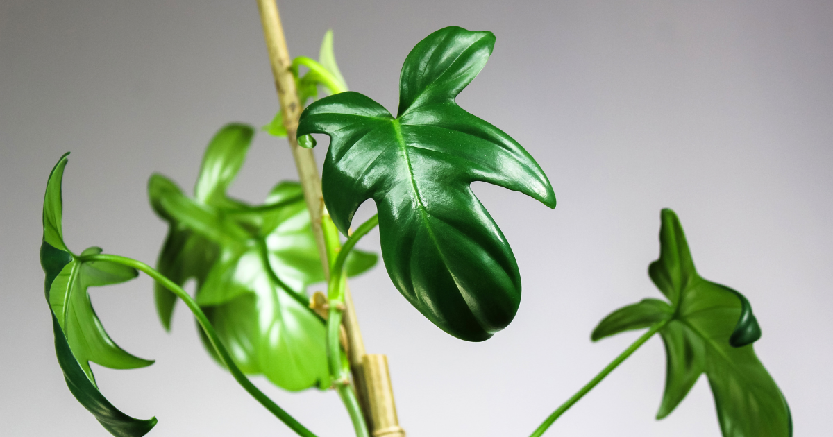 Philodendron Squamiferum .png