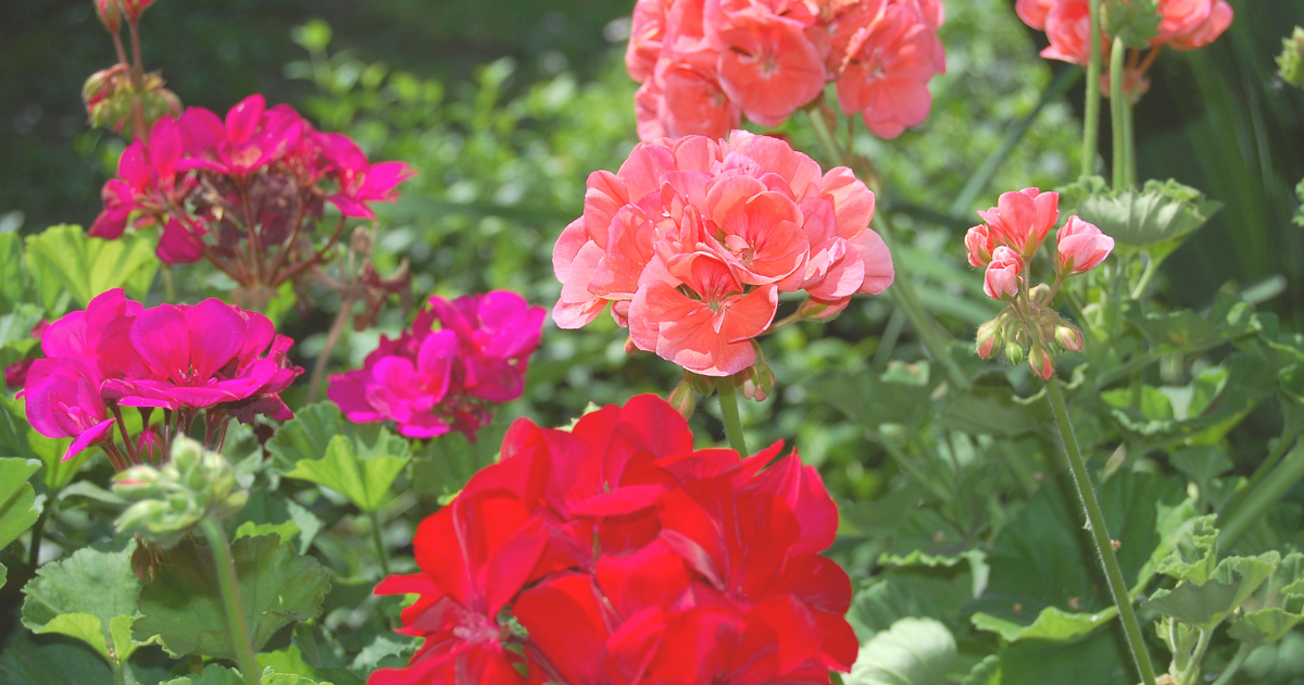 Best Plants for May.png