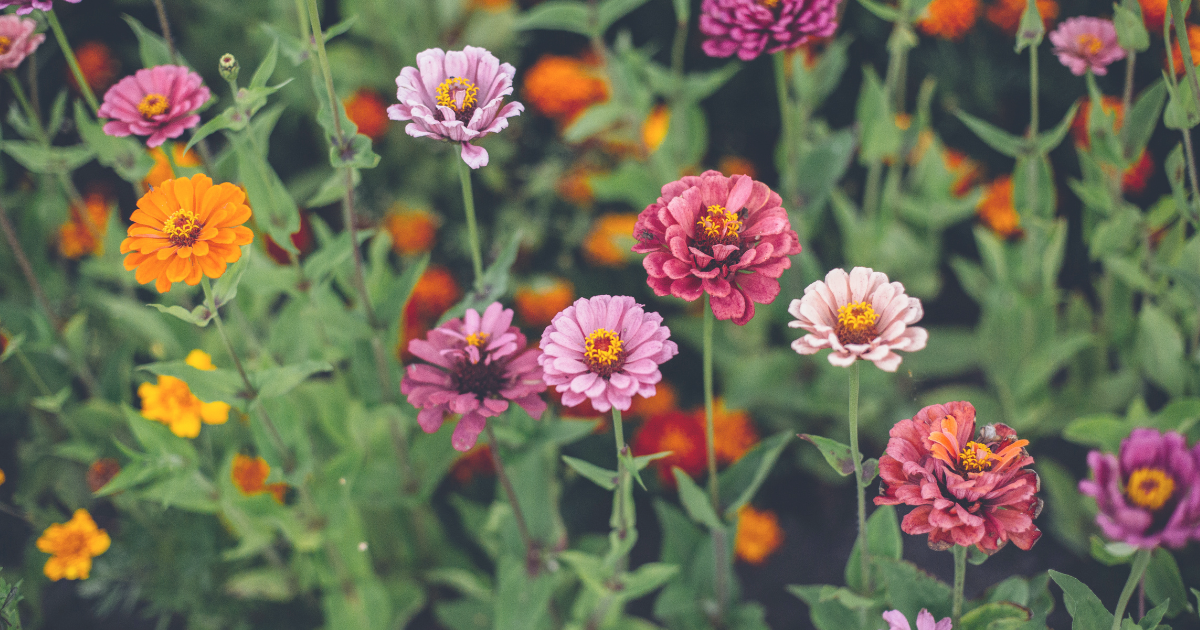 Zinnia.png