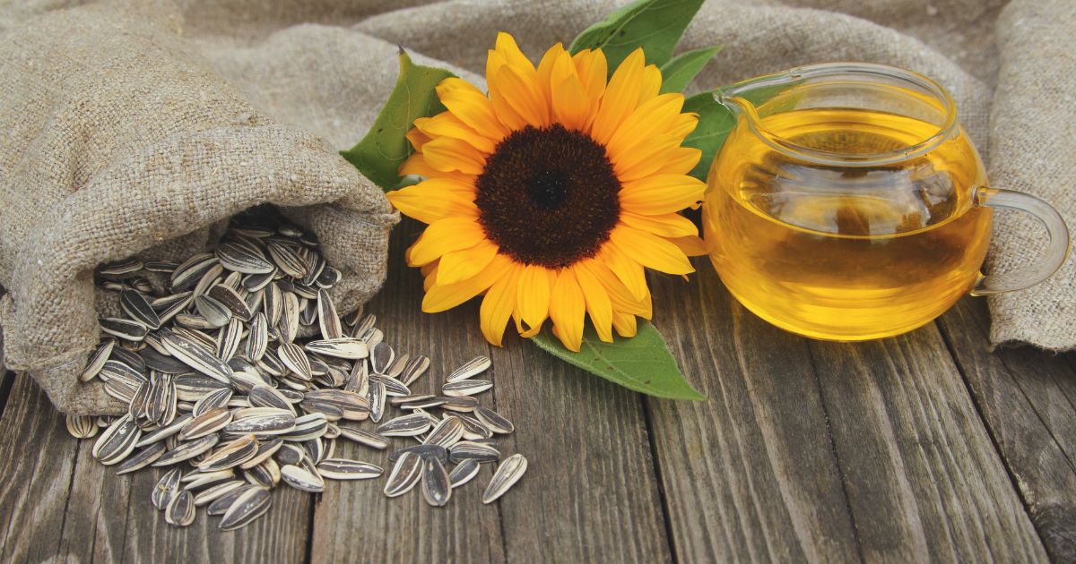 harvesting-sunflower-seeds.jpg