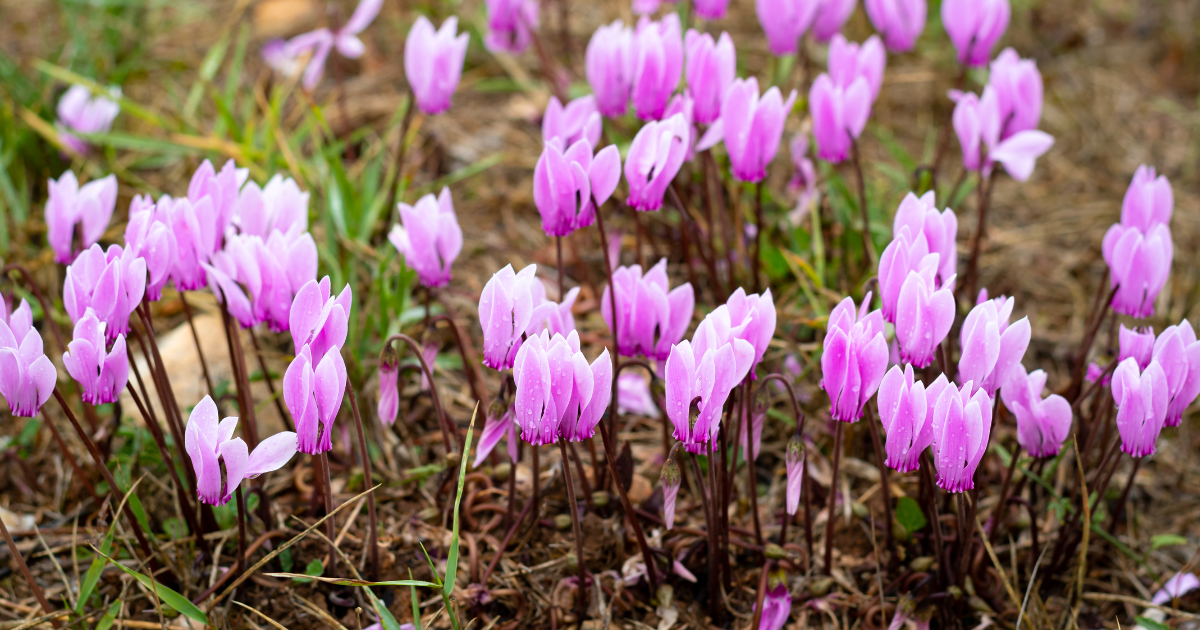 Cyclamen graecum.png