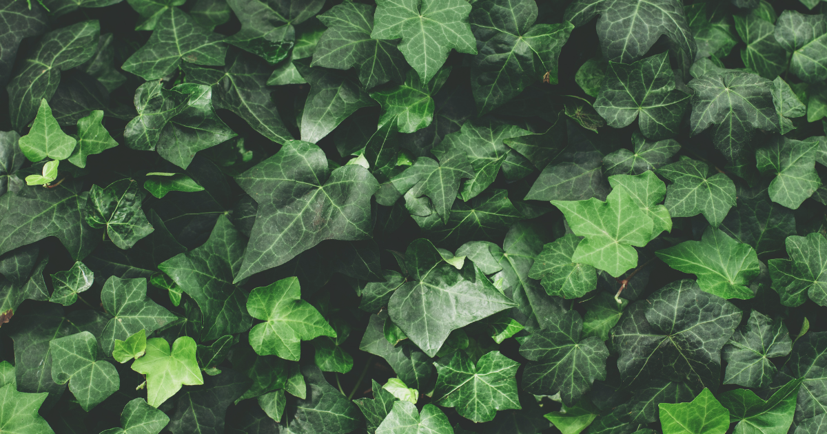 English Ivy (2).png