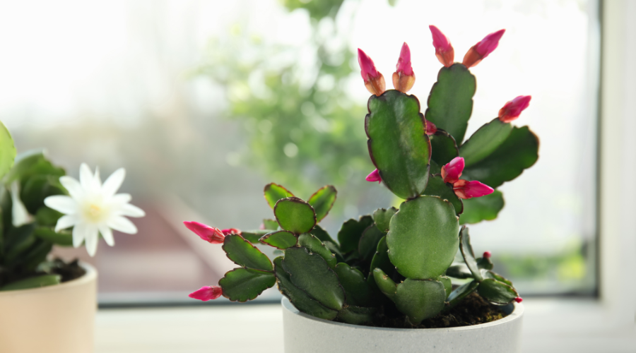 christmas-cactus-thanksgiving-cactus.png