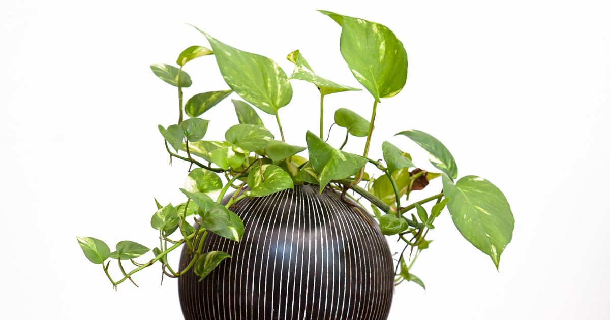 Jessenia Pothos.png