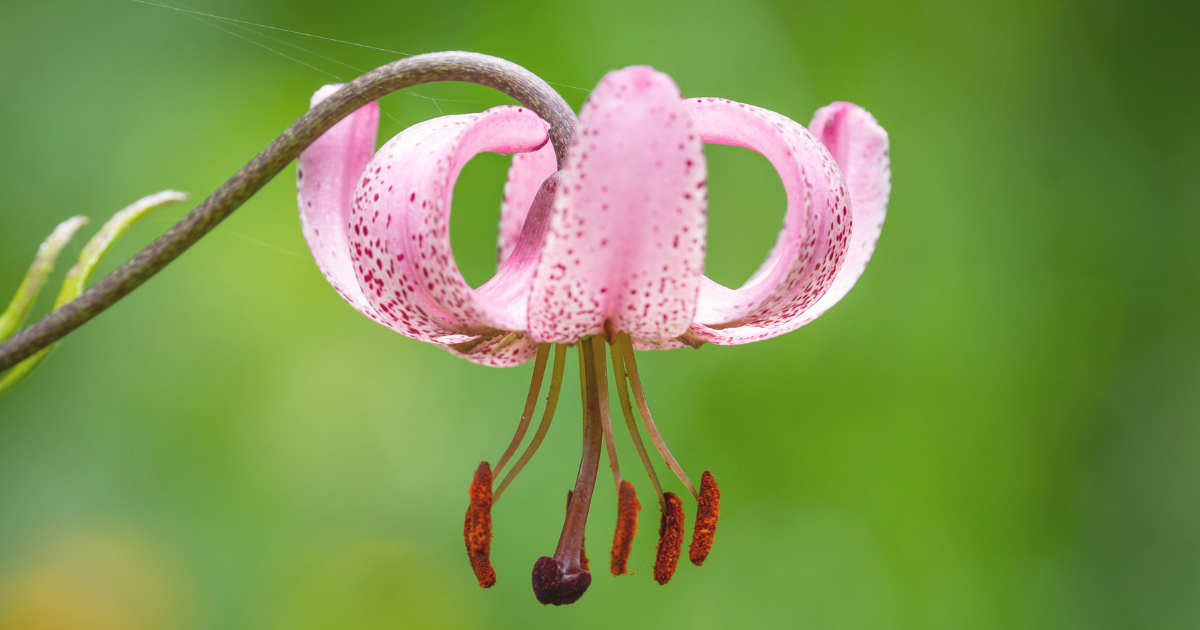 Martagon Lily .png