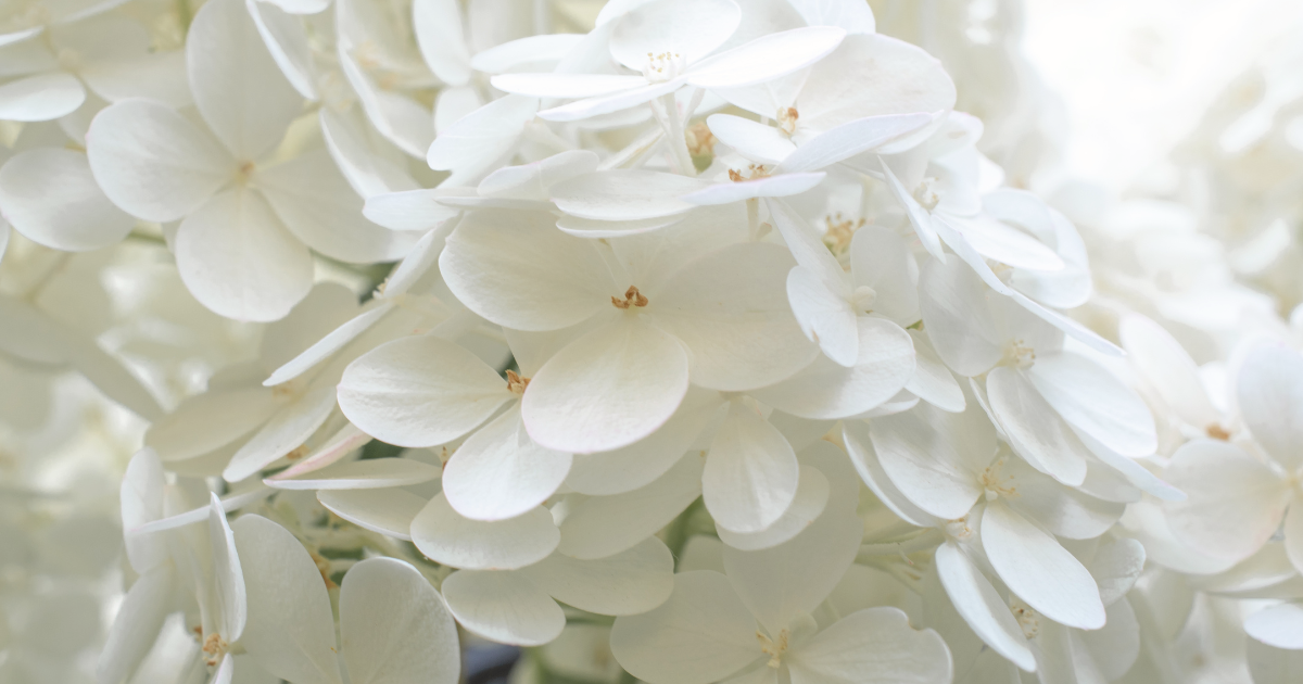 Hydrangeas (1).png