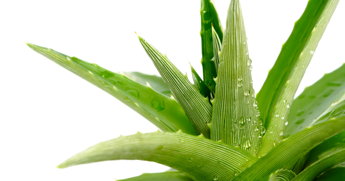 watering Aloe Vera (1).png