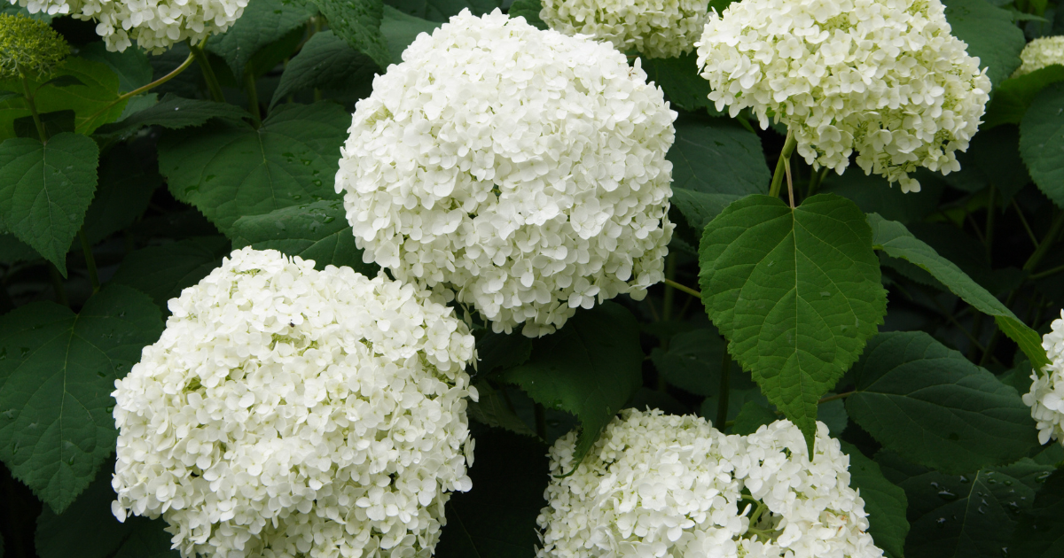 outdoor Hydrangeas.png